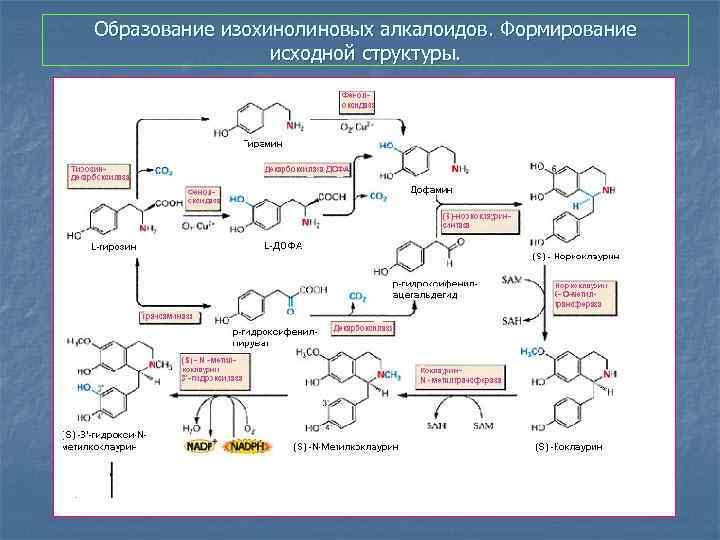 Образование изохинолиновых алкалоидов. Формирование исходной структуры. 