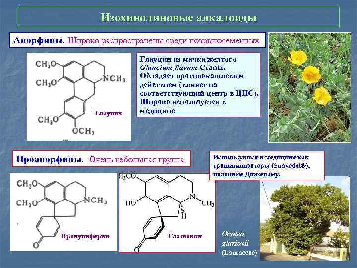 Изохинолиновые алкалоиды Апорфины. Широко распространены среди покрытосеменных Глауцин из мачка желтого Glaucium flavum Crantz.