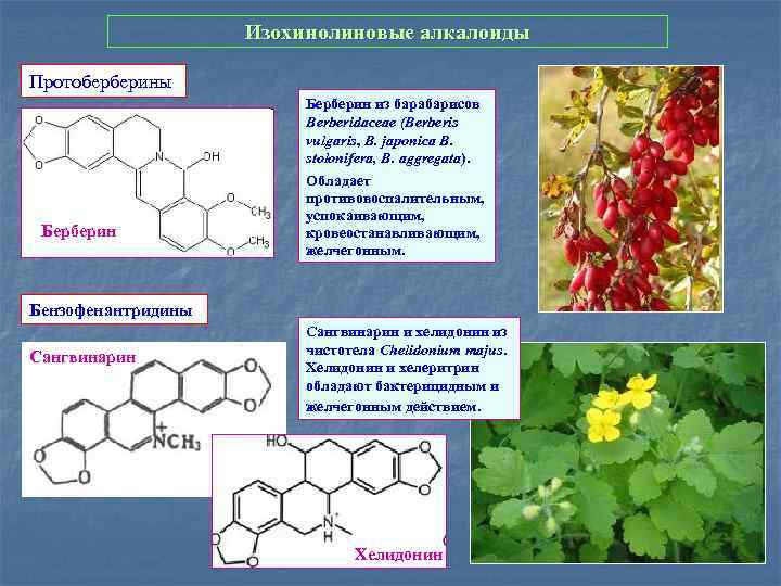 Изохинолиновые алкалоиды Протоберберины Берберин из барабарисов Berberidaceae (Berberis vulgaris, B. japonica B. stolonifera, B.