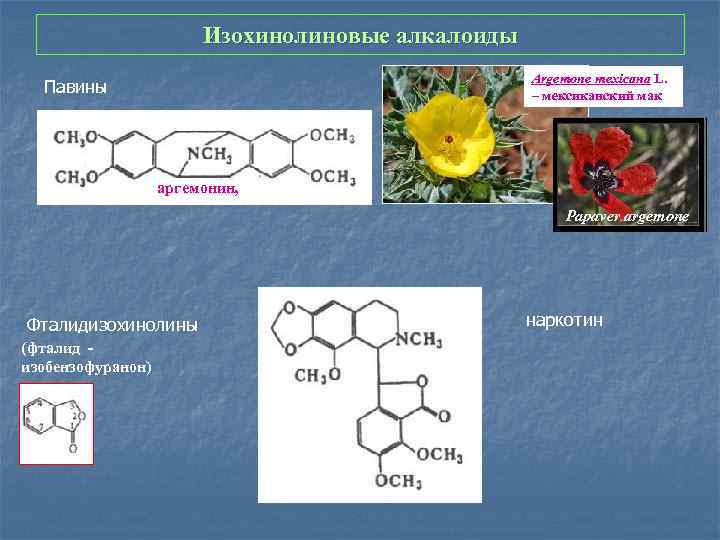 Изохинолиновые алкалоиды Argemone mexicana L. – мексиканский мак Павины аргемонин, Papaver argemone Фталидизохинолины (фталид