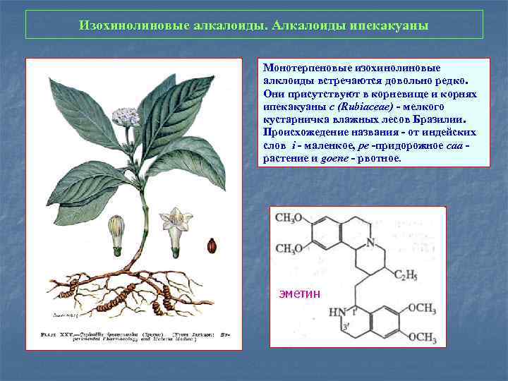 Изохинолиновые алкалоиды. Алкалоиды ипекакуаны Изохинолиновые алкалоиды. Алкалоиды Монотерпеновые изохинолиновые алклоиды встречаются довольно редко. Они