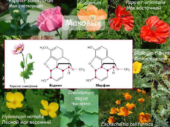 Papaver somniferum Мак снотворный Papaver orientalis Мак восточный P. alpinum Маковые Glaucium flavum Мачек