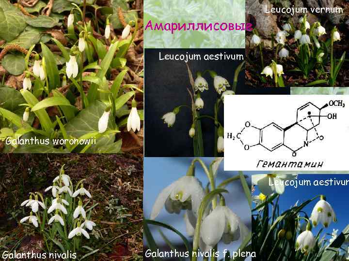 Амариллисовые Leucojum vernum Leucojum aestivum Galanthus woronowii Leucojum aestivum Galanthus nivalis f. plena 