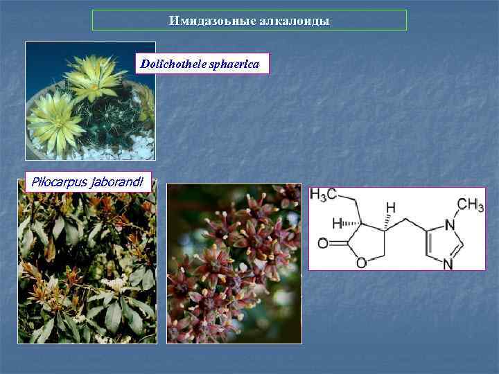 Имидазоьные алкалоиды Dolichothele sphaerica Pilocarpus jaborandi 