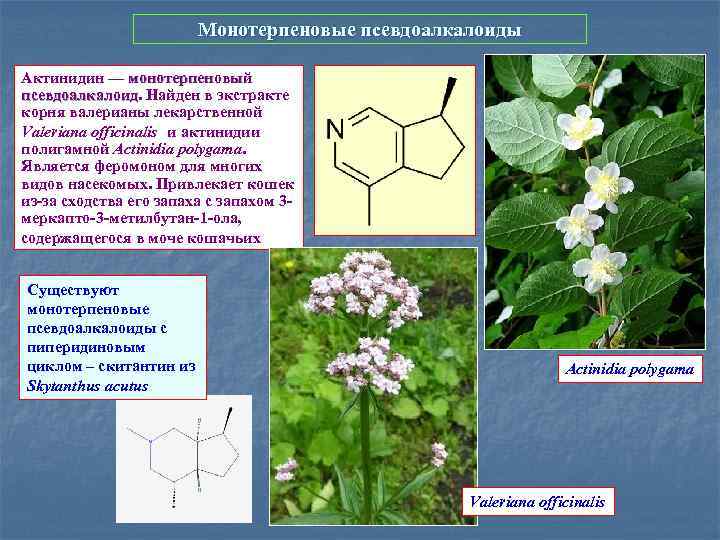 Монотерпеновые псевдоалкалоиды Актинидин — монотерпеновый псевдоалкалоид. Найден в экстракте псевдоалкалоид корня валерианы лекарственной Valeriana