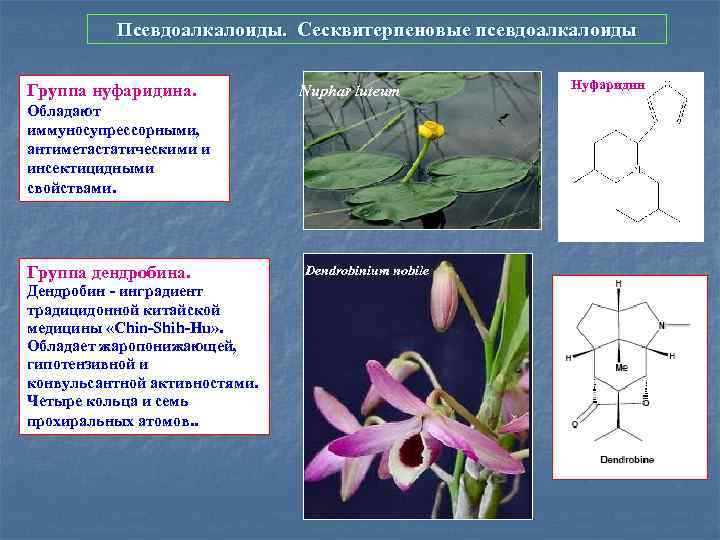 Псевдоалкалоиды. Сесквитерпеновые псевдоалкалоиды Группа нуфаридина. Nuphar luteum Обладают иммуносупрессорными, антиметастатическими и инсектицидными свойствами. Группа