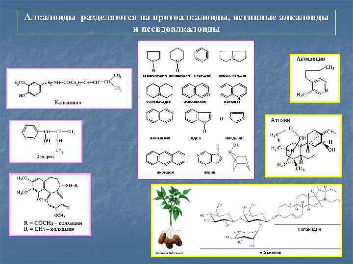 Алкалоиды разделяются на протоалкалоиды, истинные алкалоиды и псевдоалкалоиды 