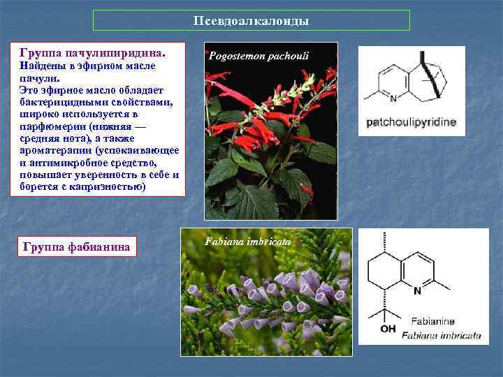 Псевдоалкалоиды Группа пачулипиридина. Найдены в эфирном масле пачули. Это эфирное масло обладает бактерицидными свойствами,