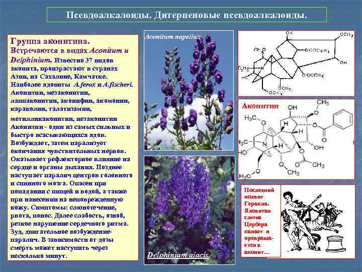 Псевдоалкалоиды. Дитерпеновые псевдоалкалоиды. Группа аконитина. Aconitum napellus Встречаются в видах Aconitum и Delphinium. Известно