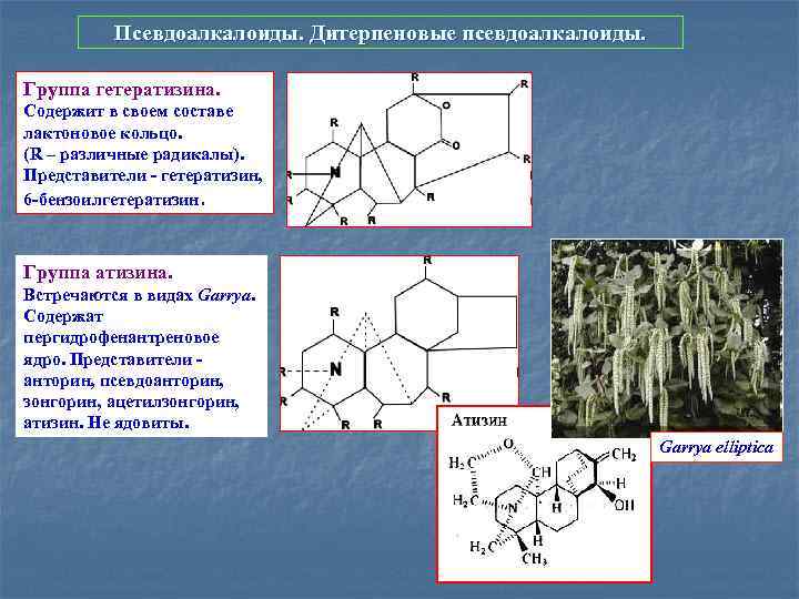 Псевдоалкалоиды. Дитерпеновые псевдоалкалоиды. Группа гетератизина. Содержит в своем составе лактоновое кольцо. (R – различные