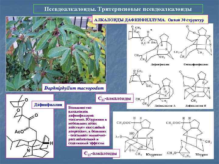 Псевдоалкалоиды. Тритерпеновые псевдоалкалоиды АЛКАЛОИДЫ ДАФНИФИЛЛУМА. Около 30 структур Daphniphyllum macropodum С 32 -алкалоиды Дафнифиллин