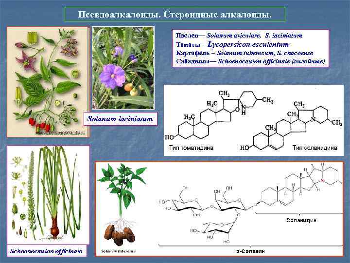 Псевдоалкалоиды. Стероидные алкалоиды. Паслен— Solanum aviculare, S. laciniatum Томаты - Lycopersicon esculentum Картофель –