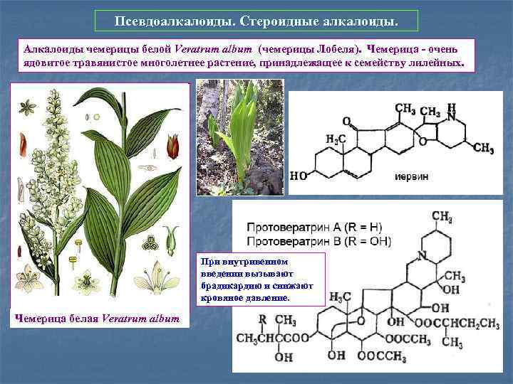 Псевдоалкалоиды. Стероидные алкалоиды. Алкалоиды чемерицы белой Veratrum album (чемерицы Лобеля). Чемерица - очень ядовитое