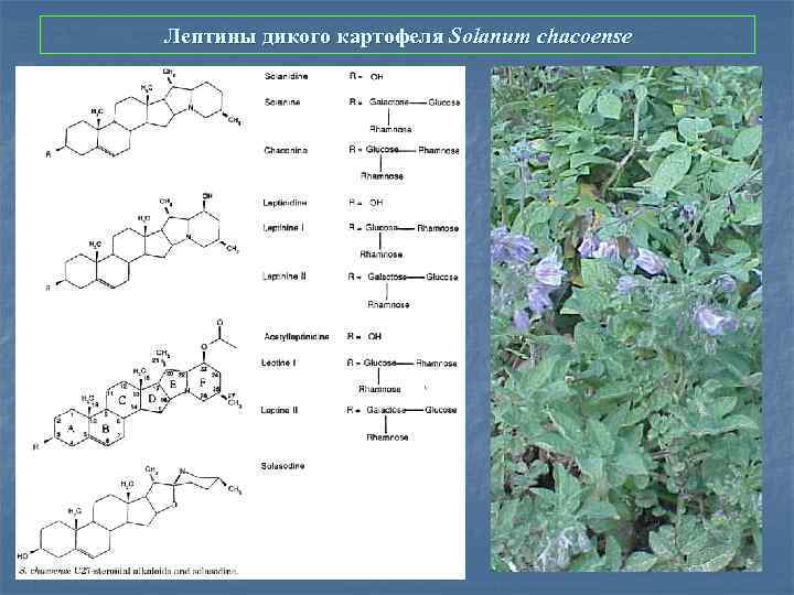 Лептины дикого картофеля Solanum chacoense 