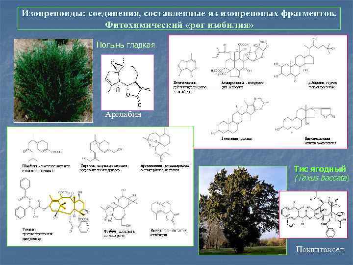 Изопреноиды: соединения, составленные из изопреновых фрагментов. Фитохимический «рог изобилия» Полынь гладкая Арглабин Тис ягодный