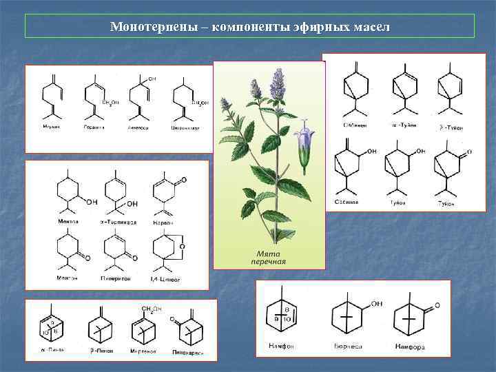 Монотерпены – компоненты эфирных масел 