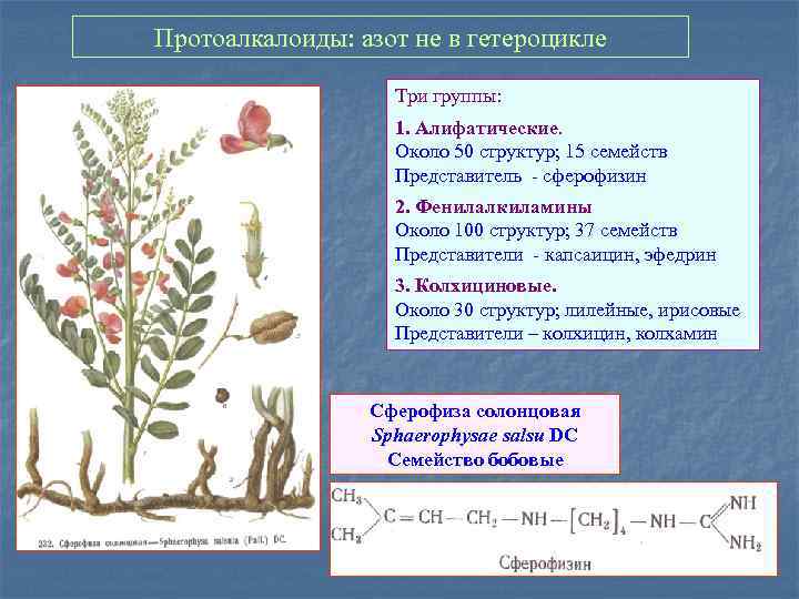 Протоалкалоиды: азот не в гетероцикле Три группы: 1. Алифатические. Около 50 структур; 15 семейств