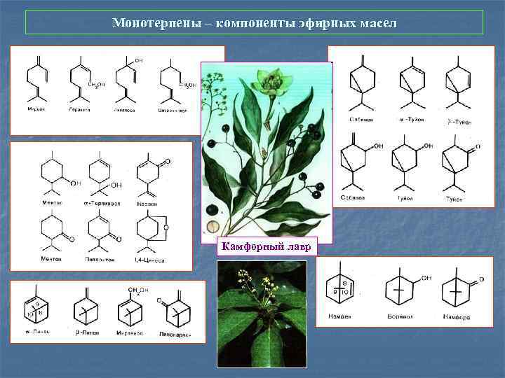 Монотерпены – компоненты эфирных масел Камфорный лавр 