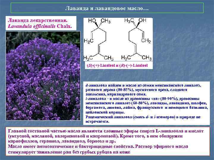 Лаванда и лавандовое масло… Лаванда лекарственная. Lavandula officinalis Chaix. (S)-(+)-Linalool и (R)-(−)-Linalool d-линалоол найден