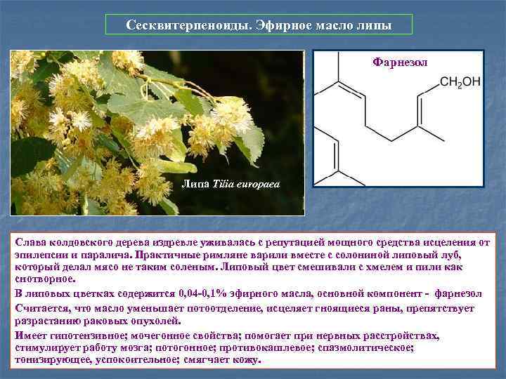 Сесквитерпеноиды. Эфирное масло липы Фарнезол Липа Tilia europaea Слава колдовского дерева издревле уживалась с