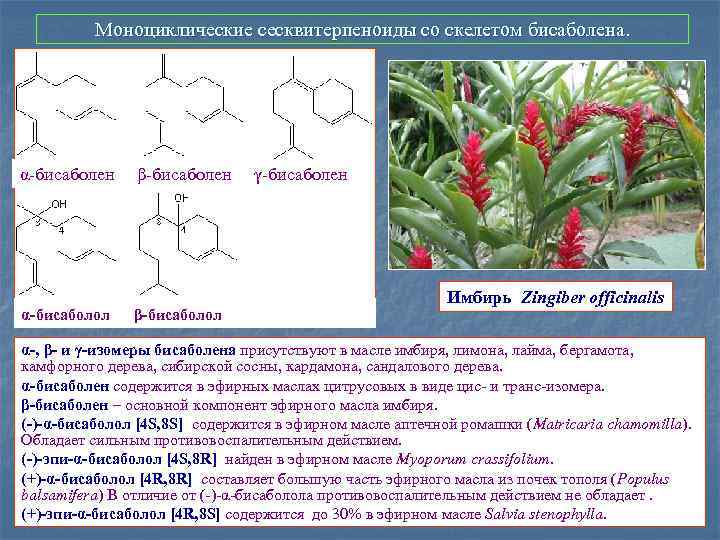 Моноциклические сесквитерпеноиды со скелетом бисаболена. α-бисаболен β-бисаболен γ-бисаболен α-бисаболол β-бисаболол Имбирь Zingiber officinalis α-,