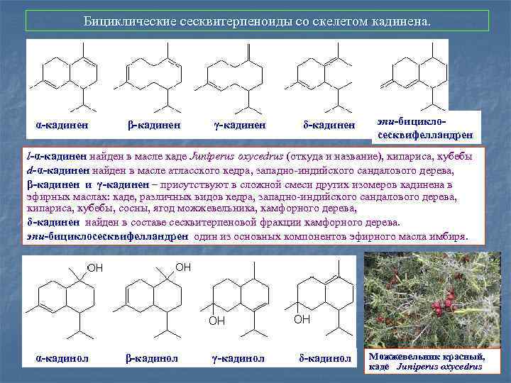 Бициклические сесквитерпеноиды со скелетом кадинена. α-кадинен β-кадинен γ-кадинен δ-кадинен эпи-бициклосесквифелландрен l-α-кадинен найден в масле