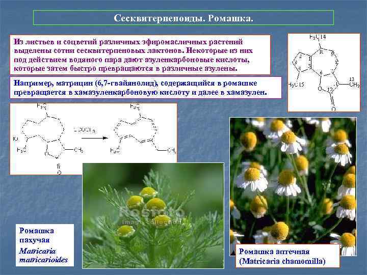 Сесквитерпеноиды. Ромашка. Из листьев и соцветий различных эфиромасличных растений выделены сотни сесквитерпеновых лактонов. Некоторые