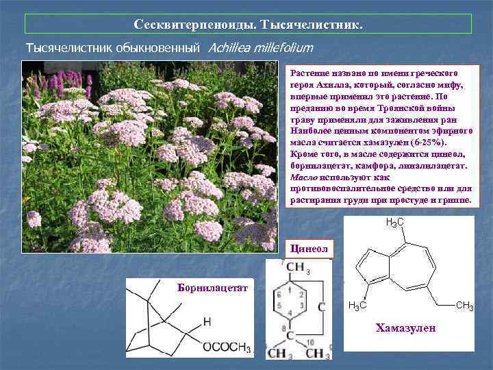 Сесквитерпеноиды. Тысячелистник обыкновенный Achillea millefolium Растение названо по имени греческого героя Ахилла, который, согласно