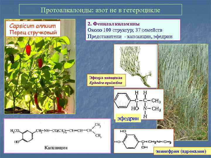 Протоалкалоиды: азот не в гетероцикле Capsicum annuum Перец стручковый 2. Фенилалкиламины Около 100 структур;