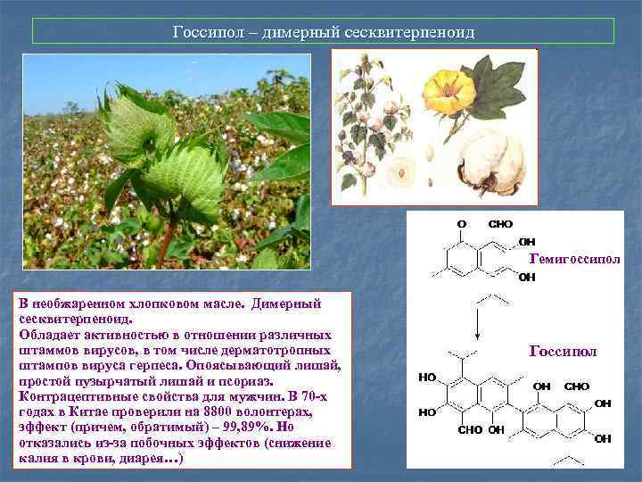 Вторичные метаболиты растений презентация