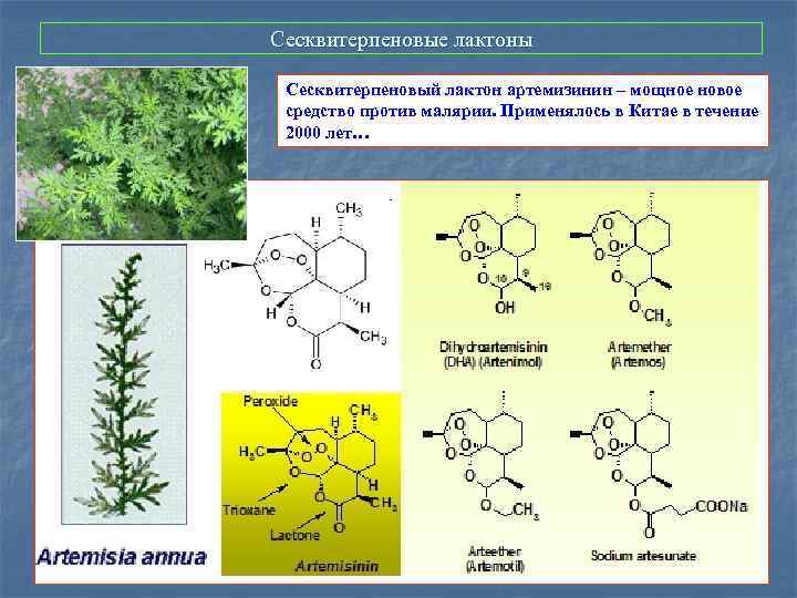 Сесквитерпеновые лактоны Сесквитерпеновый лактон артемизинин – мощное новое средство против малярии. Применялось в Китае