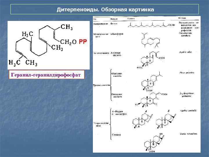 Дитерпеноиды. Обзорная картинка Геранил-геранилдирофосфат 