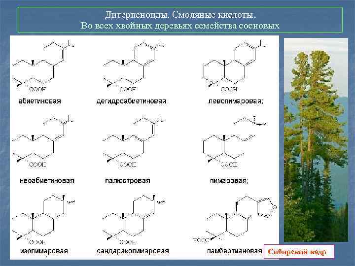 Дитерпеноиды. Смоляные кислоты. Во всех хвойных деревьях семейства сосновых Сибирский кедр 