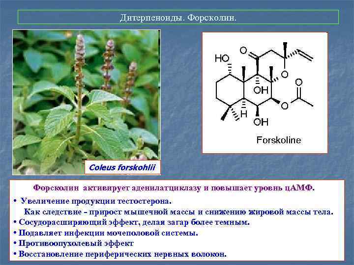 Дитерпеноиды. Форсколин. Coleus forskohlii Форсколин активирует аденилатциклазу и повышает уровнь ц. АМФ. • Увеличение