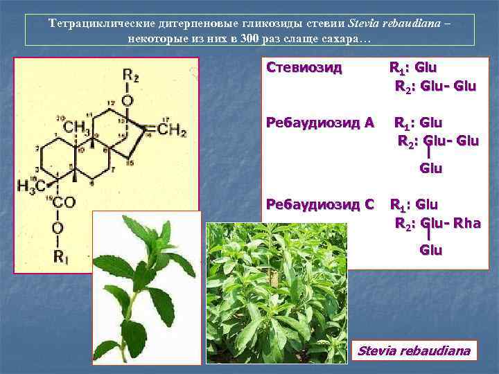 Тетрациклические дитерпеновые гликозиды стевии Stevia rebaudiana – некоторые из них в 300 раз слаще