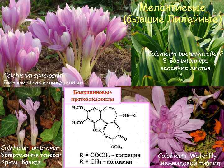 Мелантиевые (бывшие Лилейные) Colchicum boehrnmuellerii Б. Борнмюллера весенние листья Colchicum speciosum Безвременник великолепный Колхициновые