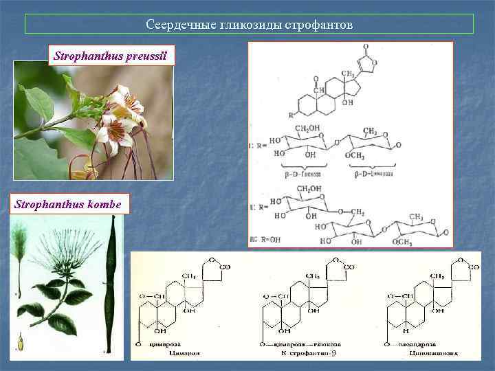 Сеердечные гликозиды строфантов Strophanthus preussii Strophanthus kombe 