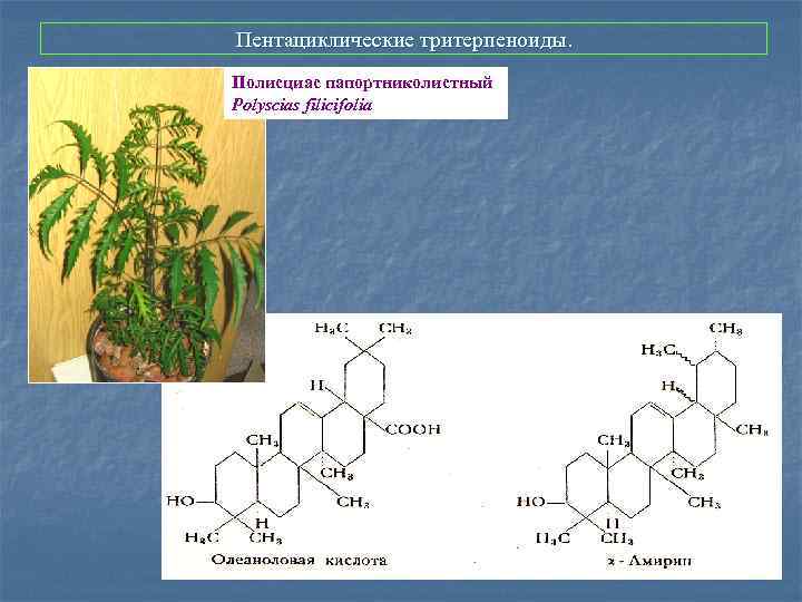 Пентациклические тритерпеноиды. Полисциас папортниколистный Polyscias filicifolia 