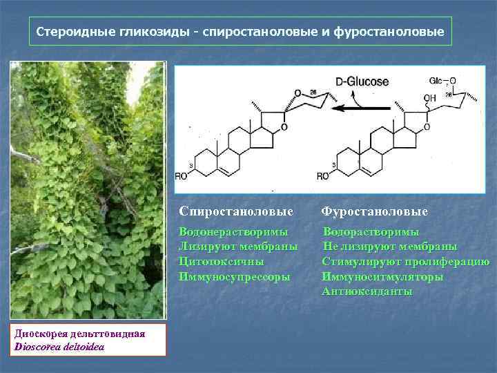 Стероидные гликозиды - спиростаноловые и фуростаноловые Спиростаноловые Фуростаноловые Водонерастворимы Водорастворимы Лизируют мембраны Не лизируют