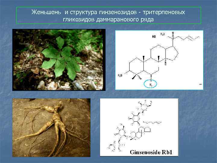Женьшень и структура гинзенозидов - тритерпеновых гликозидов даммаранового ряда 