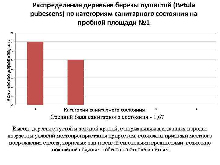 Распределение деревьев березы пушистой (Betula pubescens) по категориям санитарного состояния на пробной площади №