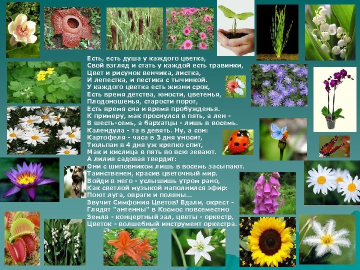 Есть, есть душа у каждого цветка, Свой взгляд и стать у каждой есть травинки,