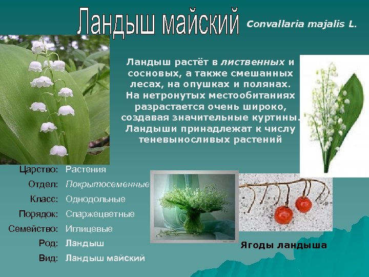 Значение процесса цветения в жизни растения. Классификация ландыша майского.