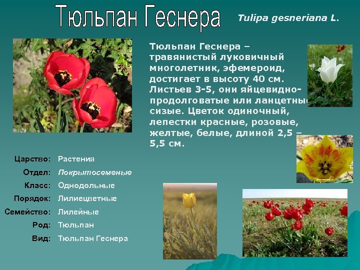 Какой тип питания характерен для тюльпана лесного. Тюльпан Геснера классификация. Систематика тюльпана обыкновенного. Красные тюльпаны Геснера. Систематика растения тюльпан.