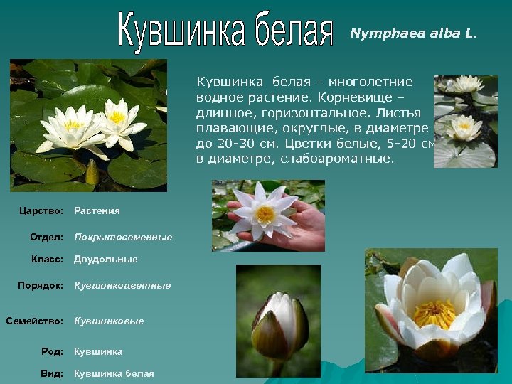 Nymphaea alba L. Кувшинка белая – многолетние водное растение. Корневище – длинное, горизонтальное. Листья