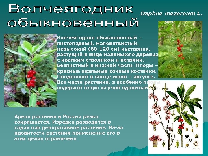 Daphne mezereum L. Волчеягодник обыкновенный – листопадный, маловетвистый, невысокий (60 -120 см) кустарник, растущий