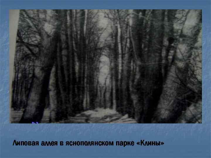 Липовая аллея в яснополянском парке «Клины» 