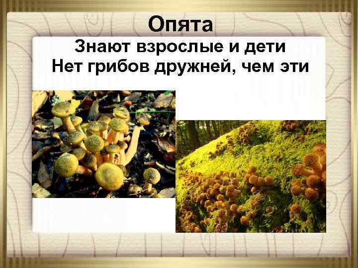 Опята Знают взрослые и дети Нет грибов дружней, чем эти 