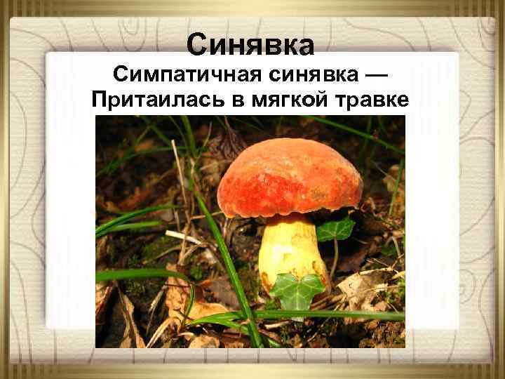 Синявка Симпатичная синявка — Притаилась в мягкой травке 