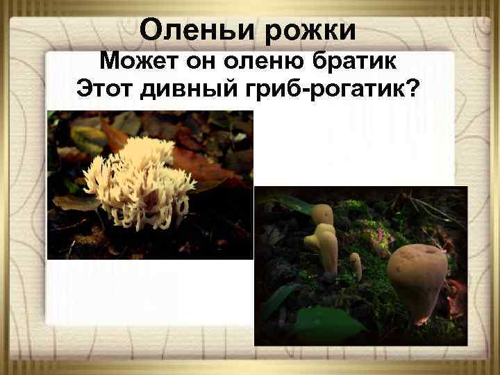 Оленьи рожки Может он оленю братик Этот дивный гриб-рогатик? 